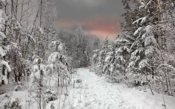 зима, лес, небо, снег, закат, 
