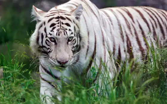тигр, хищник, трава, белый, кошка, животные, 