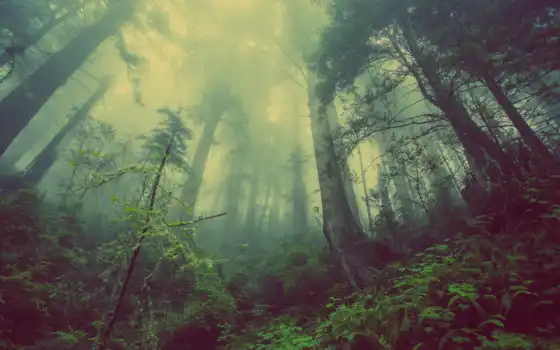 лес,  туман, зелень