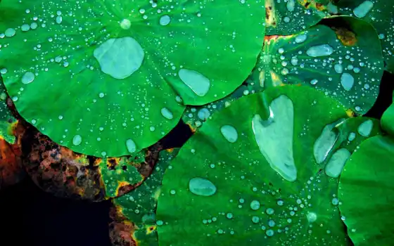 лист, drop, lotus, water, leaf, картинка, makryi, природа