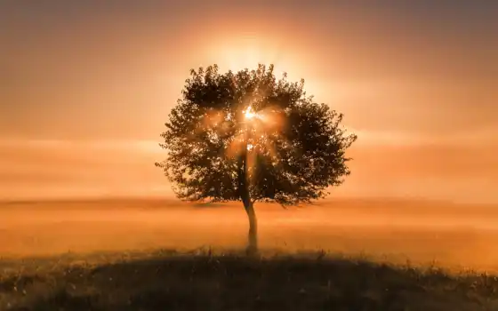 фон, солнце, дерево, солнечный свет