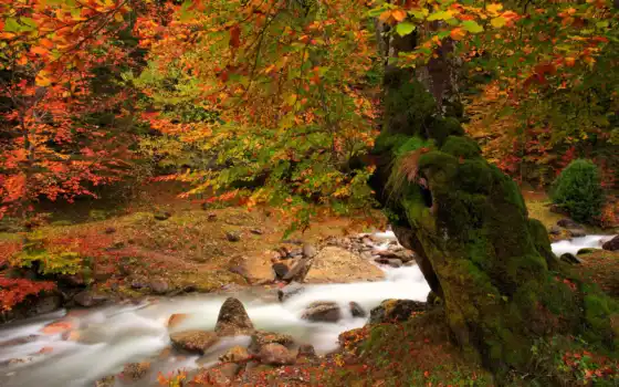 осень, природа, река, дерево, 