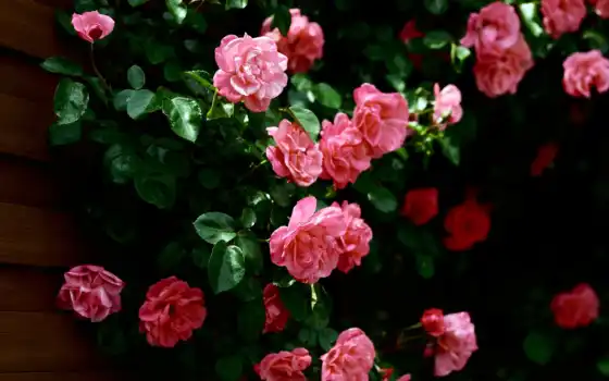 кусты, розы, розовые, бутоны,