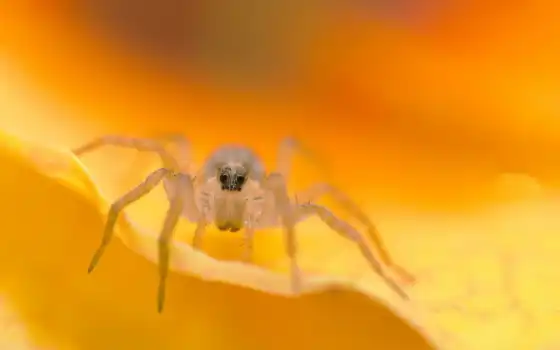 паук, pretty, bug, насекомое, animal, фото, глаз, смотреть, цветы, tangle, web