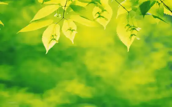 green, leaves, pe, dawn, download, plants, desktop, wide, 