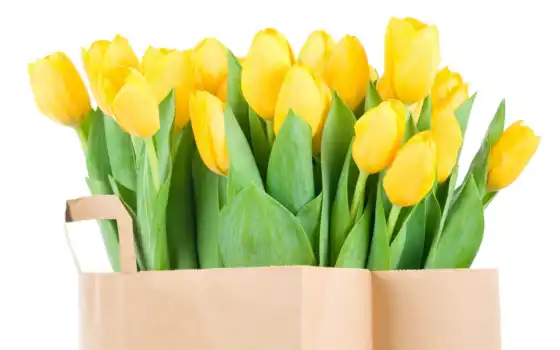 тюльпаны, желтые, букет, цветы, весна, природа, 
