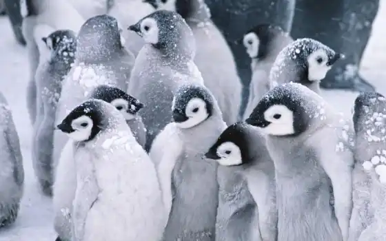 милые, пингвины, пингвины, арктика, являются, pinterest,