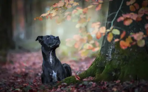 собака, black, tapety, red, мемы, пирог, осень, pulpit, grind, leaf, pro