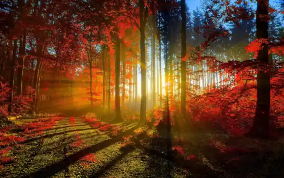 лес, рыжие, осень, вспышки, сушит, 7, море, фото