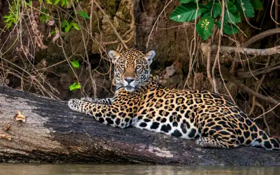 jaguar, напиток, природа