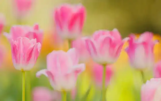 изображения, apk, тюльпаны, броское утро, весна,