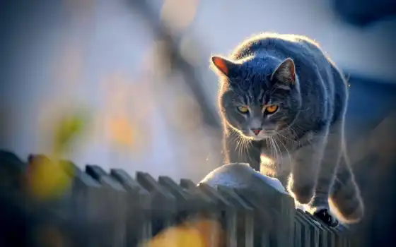 кот, забор