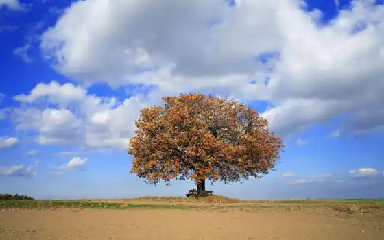 дерево, библия, факт, как, как, небо