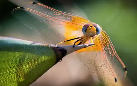 dragonflydragonfly, космические, водные, vikipediyasilikonovyi, приманка, fishup, колонки, цвет