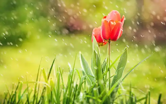 тальпан, дождь, красный, цветы