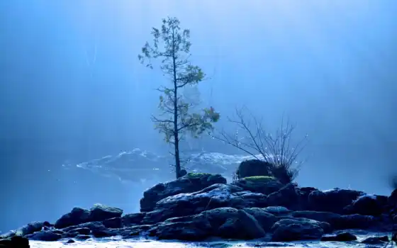 дерево, природа, туман, 