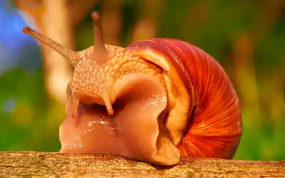 snail, helix, природа, free, shell, немо, рїсђрёсђрѕрґр, 
