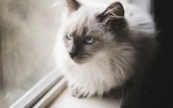 gato, белый, ojo, azule, чёr, чешский, черный, дескаргар