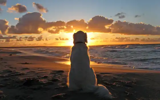  закат, море, пес, собака