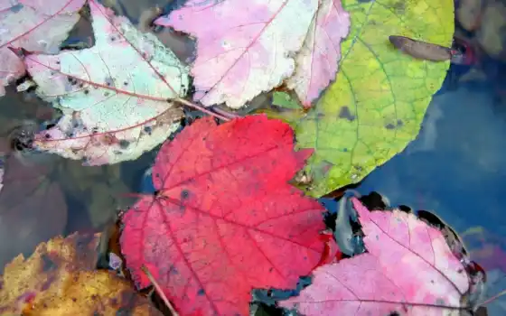 pantalla, otoño, hojas, imágenes, escritorio, colorido,loveo, agua,
