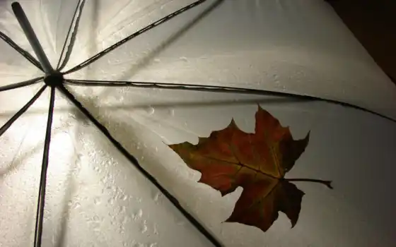 дождь, зонтик, лист, drop, осень, фонарик, девушка, drawing, улица
