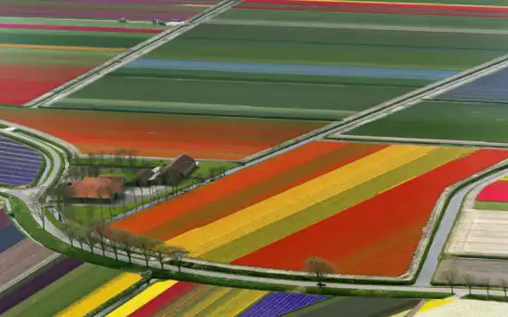 поле, шлепан, цветы, взгляд, нидерланд, красные, Амстердам