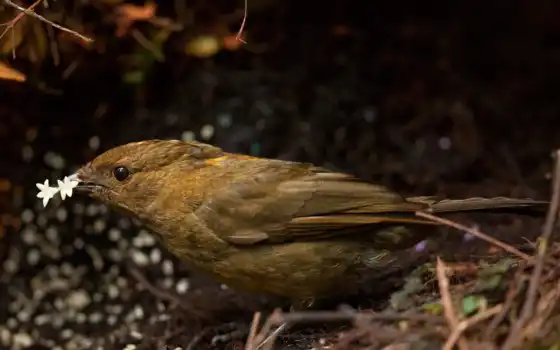 обои на рабочий стол, красивые картинки, картинки для ipad, обои для android