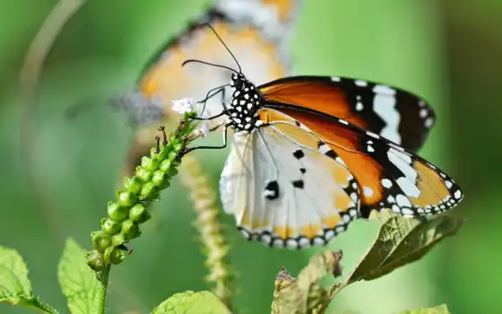 бабочка, lwp, pictures, макро, бабочки, white, live, animals, 