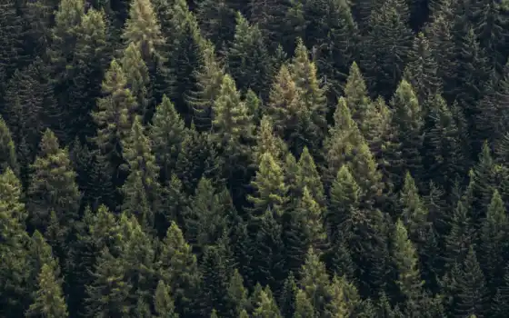 дерево, лес, fore, pine, первую, взгляд, mobile, hvoit