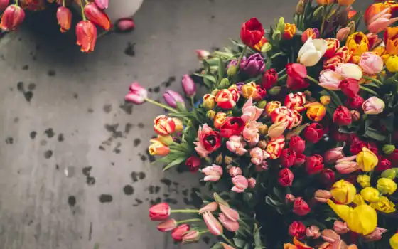 тюльпаны, цветы, букет, разноцветные, тюльпанов, много, 
