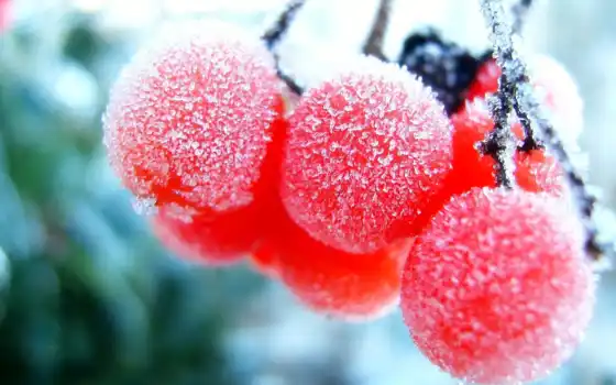 ягоды, замороженные, зимние, фотографий, природа, интересные, 