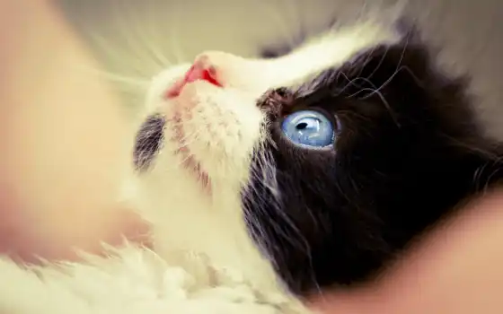 черный, котенок, белый, котята, синий, глаза, разрешение, вы,