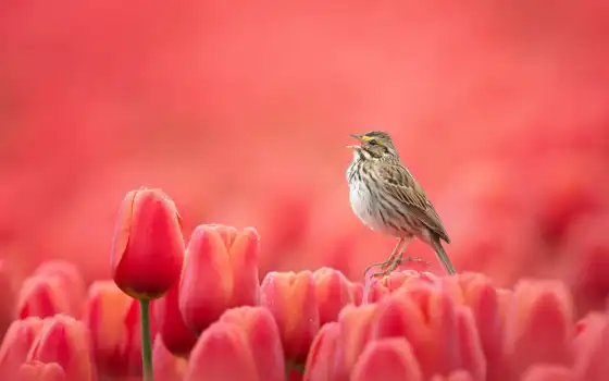 птица, тюльпан, цветы, весна, природа, хороший