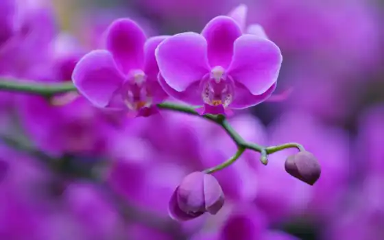orquídea, lan, hoa, morada, орнажер, trứng, pantalla, hương, розовый, phòng