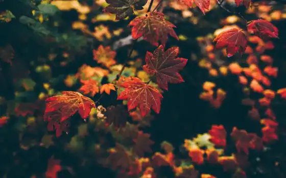 осень, лист, красная, красная, илдар, подсветка, плацдарм