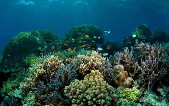 bottom, marine, coral, море, fish, заставка, depth, дельфина, luchit