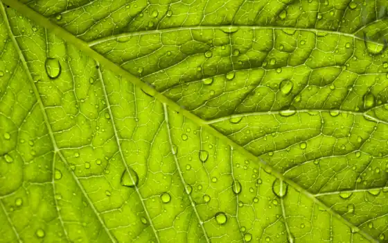 drop, leaf, makryi, листь