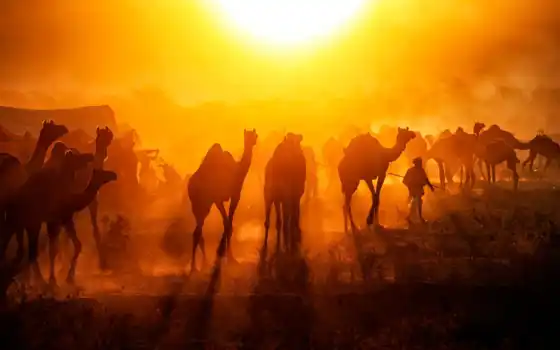 pushkar, fair, mela, camel, shahzodyi, india
