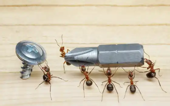муравьи, насекомое i