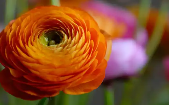 цветы, оранжевый, природа