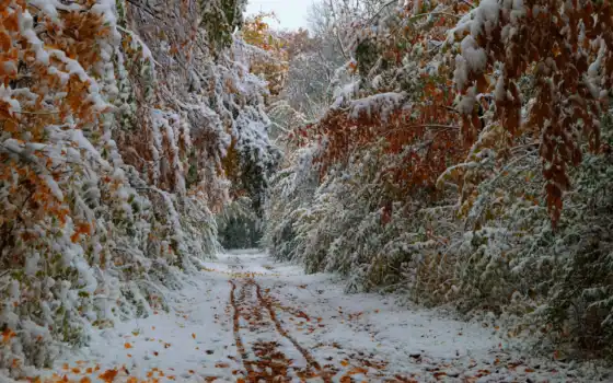 снег, осень, деревья, первый, дороги, октябрь, пейзаж, 