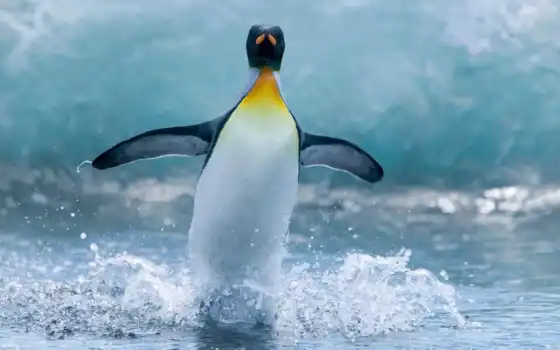 пингвин, птица, животное, вода, антарктика