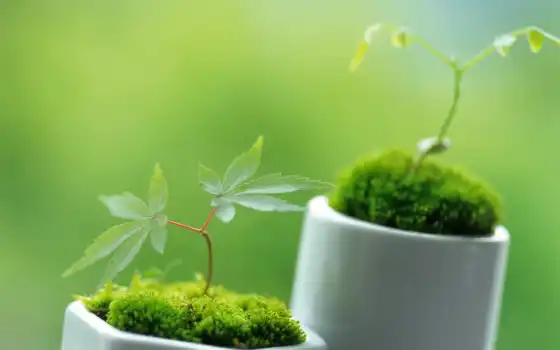 растительность, декоративные, эти, ростки, зеленые, зелёный, можно, макро, маленькие, весна, 