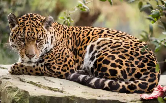 jaguar, фото, ягуары, джагуари, время, фон,