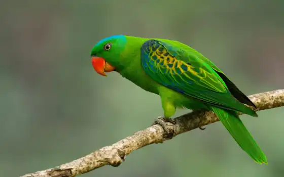 попугай, branch, зелёный, птица, дерево
