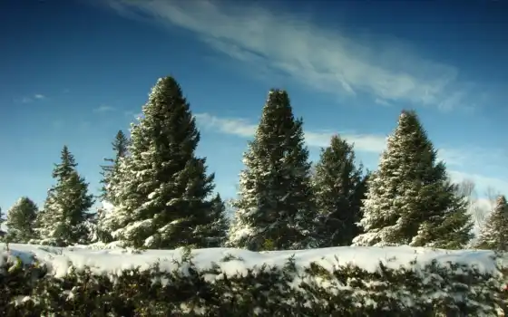 зима, елки, твердые, лес, деревья,