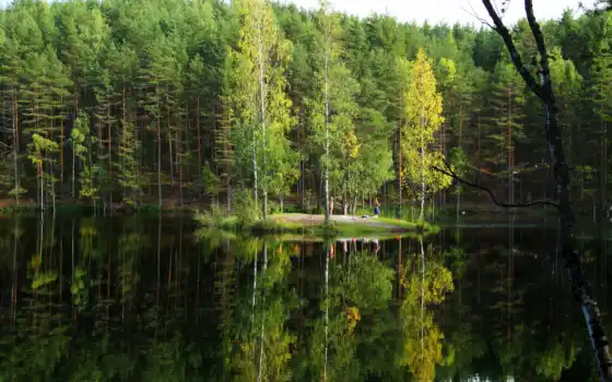 лес, природа, леса, россии, еловый, ёль, российской, природы, 