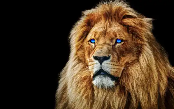 льв, голубые, морда, животное, хвава, гордость, фото, фон, черный