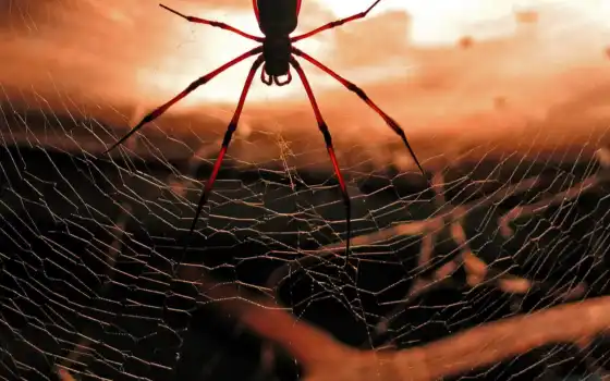 паук, web, spiders, скачиваний, 