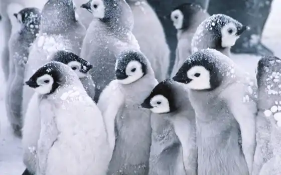 пингвины, пингвинов, установленные, первое, умолчанию, видим, порядке, они, кем, 